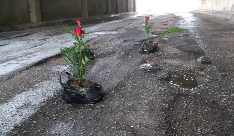 Млади социалисти посадиха рози из дупките по пътищата в град Смолян